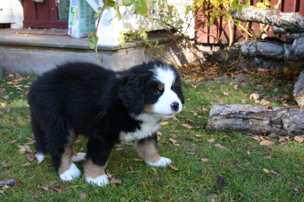 Frodo 7 veckor