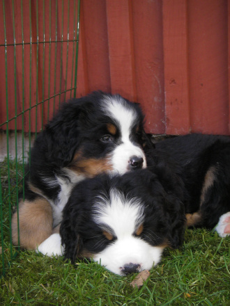 Frodo och Gandalf