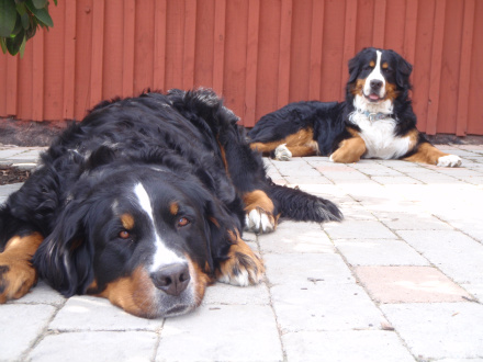 Arwen och Ronja