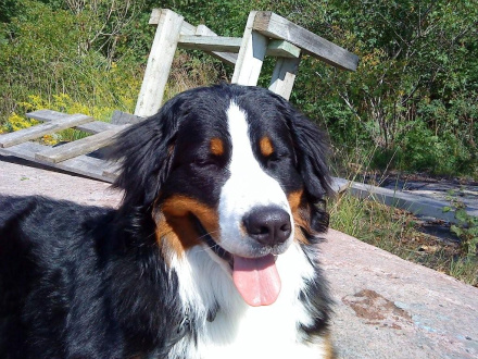 Bilbo 1år