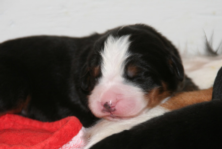 Lilla My 5 dagar