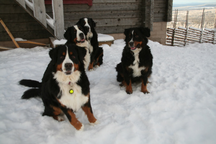 Tillsammans i snön den 25/1 2010