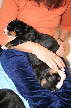 Brumma och Bamse
