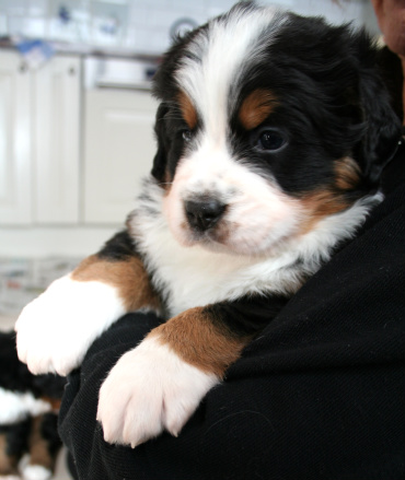 Bamse i famnen