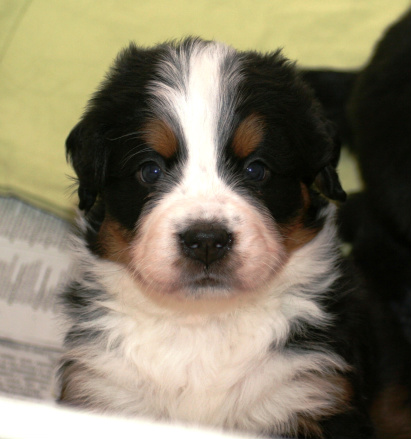 Bamse