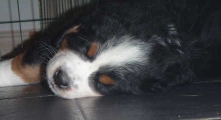 Bamse sover/ foto Julia