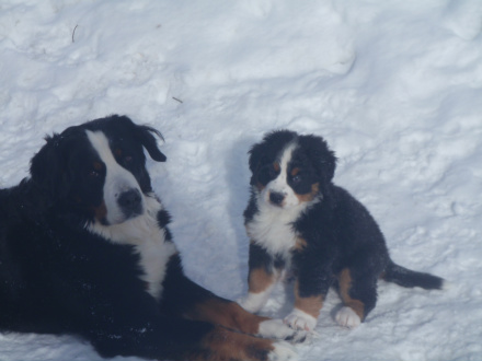 Mamma Saga och Bamse