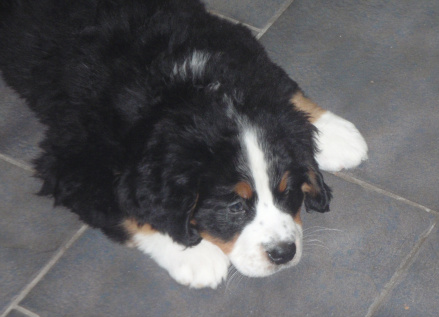 Bamse 8 veckor
