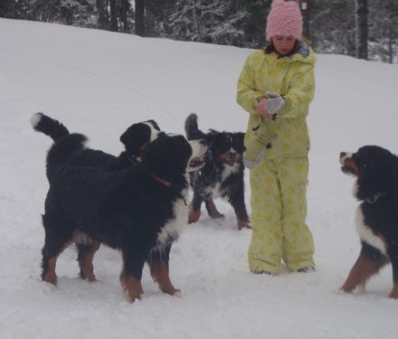 Julia busar med Arwen, Ronja, Saga och Tindra 27/3