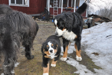 Brumma på hemmaplan med Kusin