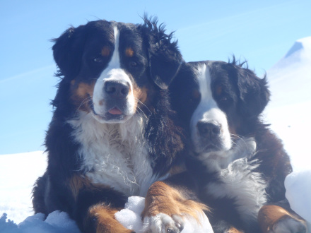Ronja och Tindra på väg mot Städjan i vid en snögtotta
