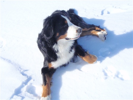 Lovis njuter i snön
