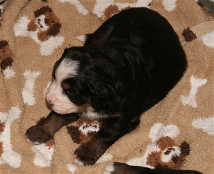 Hera 20 dagar