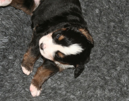 Athena 