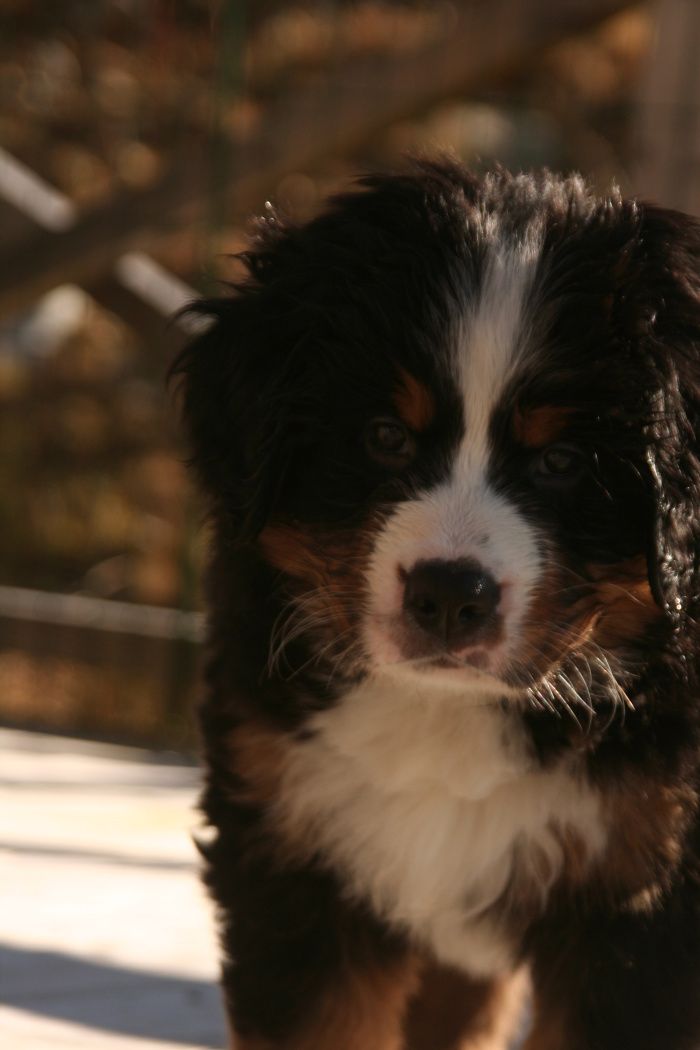 Peg min finaste goaste lill Arven
