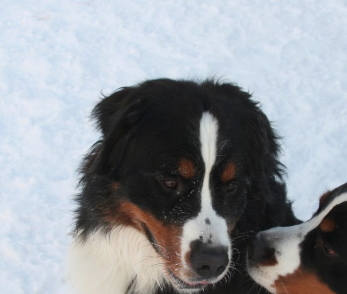 Lika som bär Heffe och Ronja