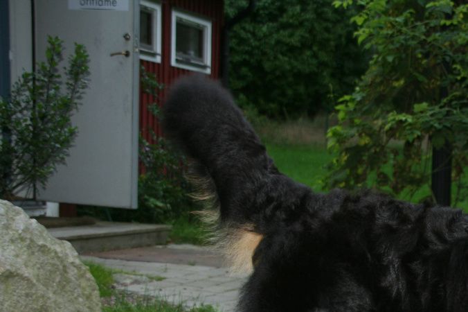 
Vår första kull i Sagas mage