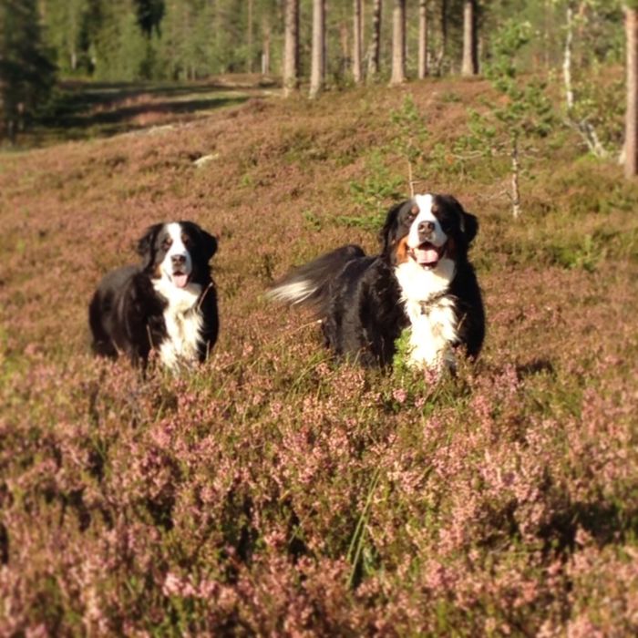 Saga och Tindra på deras sista gemensamma promenad på denna jord.