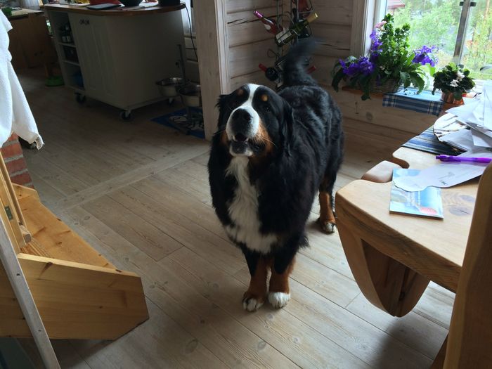 Min Pirch