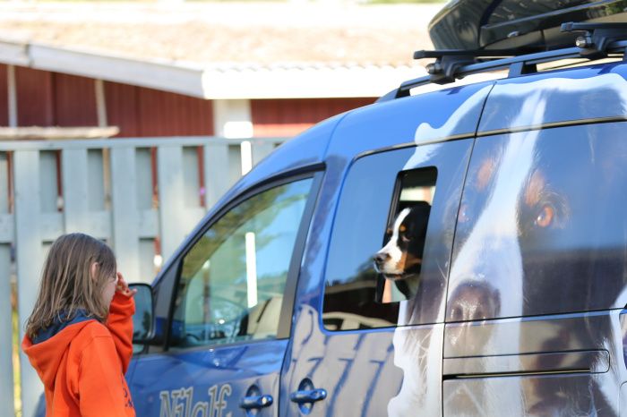 Felix ska hämta hundar i bilen