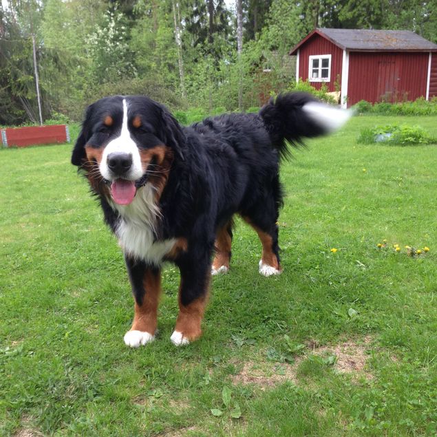 Fick lov att skicka bild till generalmatte på Effes vackra huvud, så söt när han ler och kisar. 