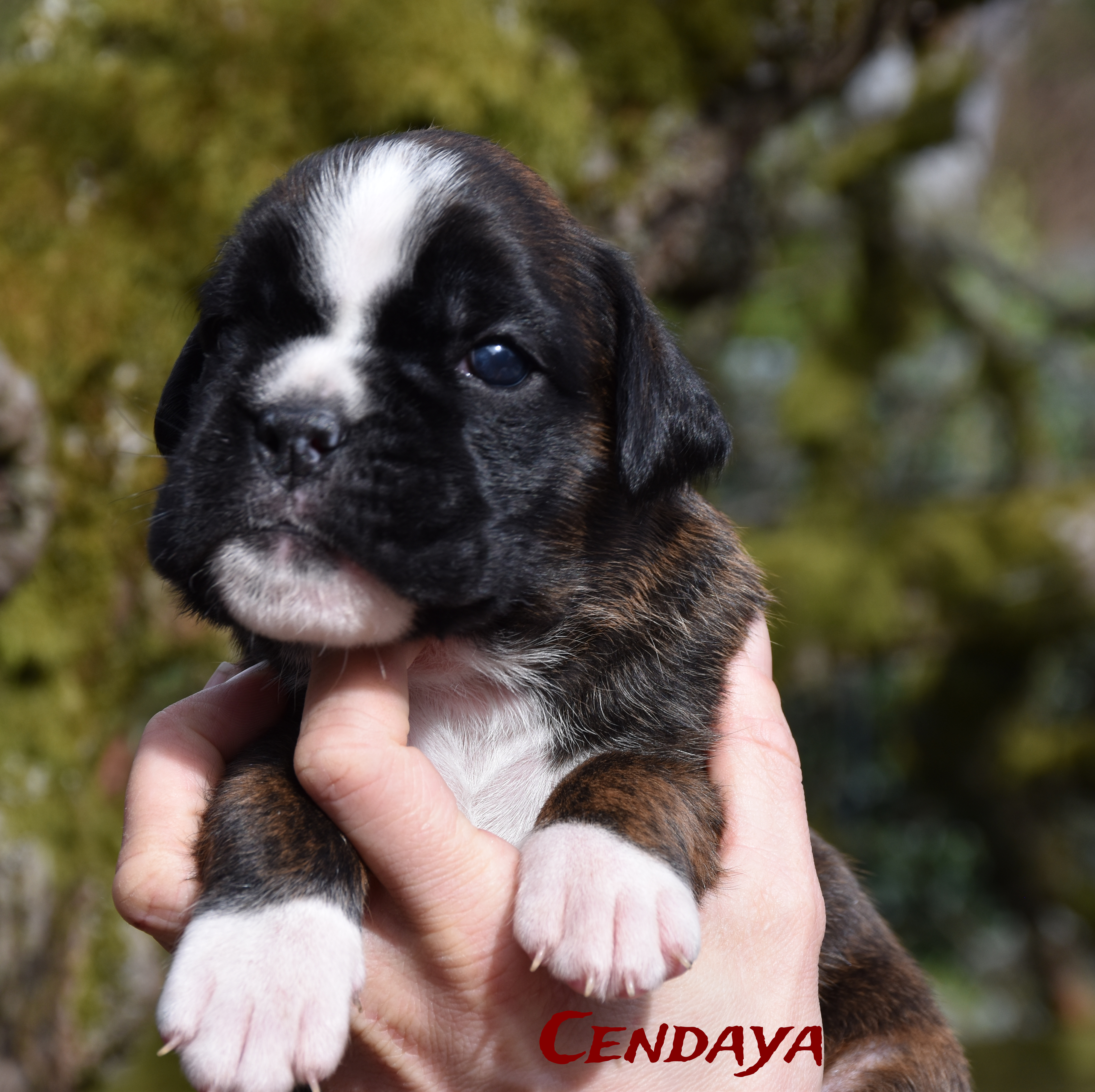 Cendaya_21Tage