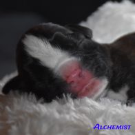 Tag_3_Alchemist