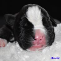 Tag_3_Amare