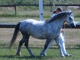 Sapphire i ringen