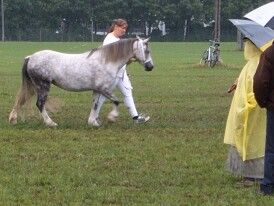 Sapphire i ringen til welsh kåring 12-13 aug. I regn, regn og regn..men pyt den gik i 1. kl 