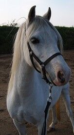 Ysselvliedt´s Shy Laicka