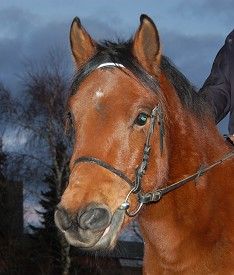 En altid glad Jackpot i vinterpelsen