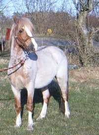 Valhallas Braveheart
