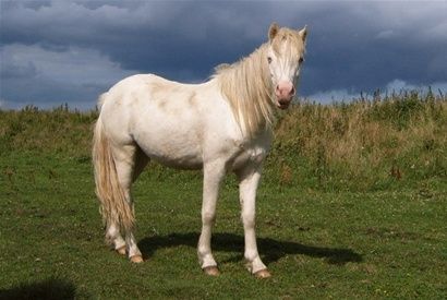 Savannah 2 år