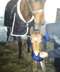 Velkommen til Greenhills Olivia
OX/Conamare mix