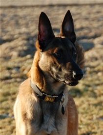 Balto