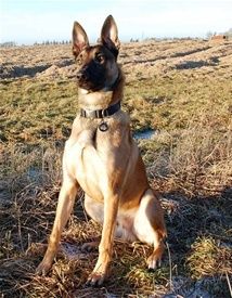 Balto