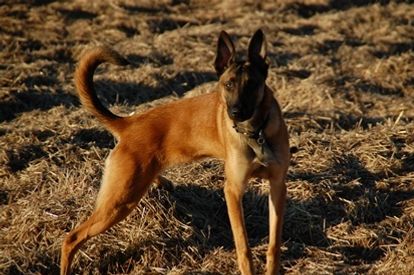 Balto - hva ! pokker nu har Anton været her igen....