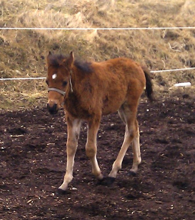 Olivia snart 2½ mdr.