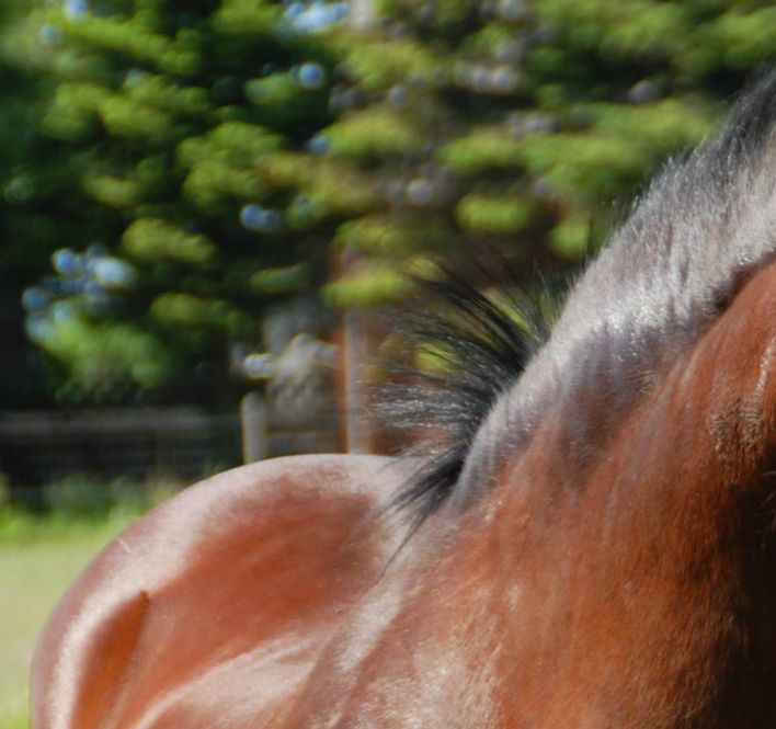 Den skønne hingst Parc Reveller