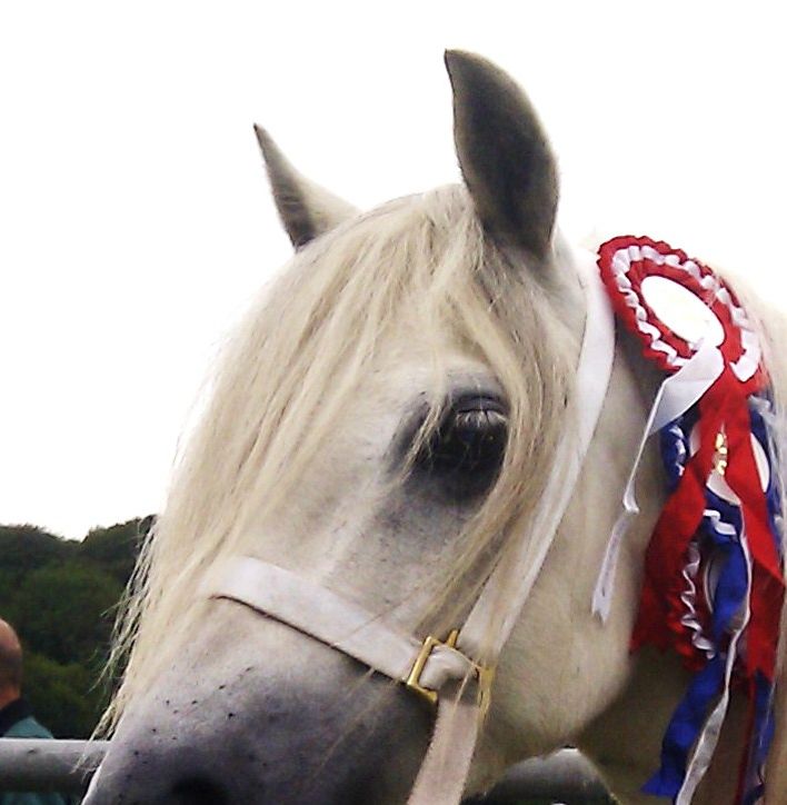 Dejlige Sapphire med 24 point og 23 point og ærepræmie for hendes samling.