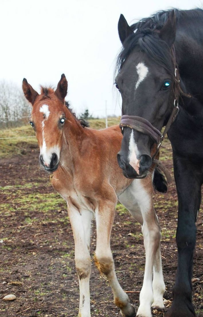 Greenhills Lord Red Rum 13 april 12.
far: Parc Reveller
Mor: Valhallas Ladybird
Morfar: Danaway Zedan