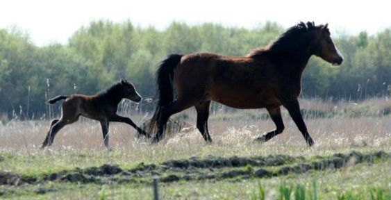 Duchess og den nye Iron Destiny Baby. foto ALWJ