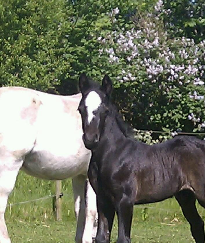 Greenhills Crisp, born 20 may 12
Dam: Fakla Carmen, 
Shire: Ysselvliedts Iron Destiny