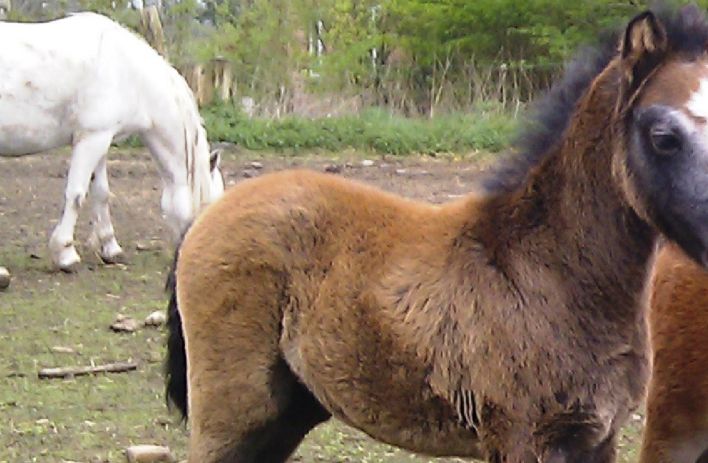Greenhills Sheakspeare and Greenhills Shy Lorax, born 19 mar 12 and 26 mar 12
Shire of both colt Colne Taboo
