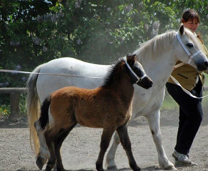 Sapphire og Sheakspeare i ringen. foto CAJ.
Res. Føl Champion i blandet hold.