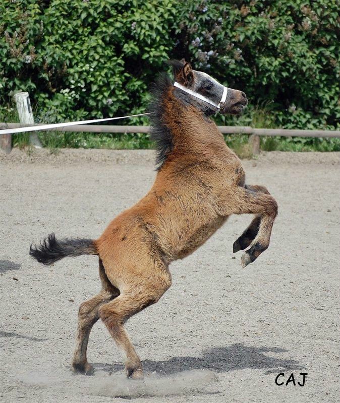 Jeg skal altså med min mor - så slip mig dog...