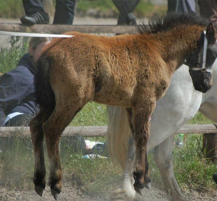 BOING ! - jeg er bare nød til at hoppe.