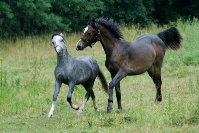 Greenhills louie og Greenhills Noble Touch
foto alwj