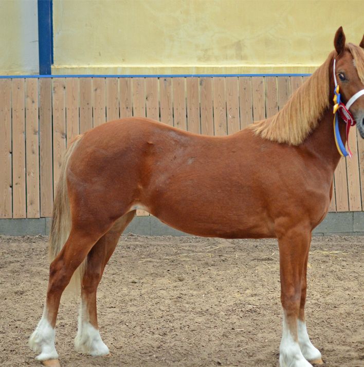 Fronarth Danish Model
1 års Res. Champion